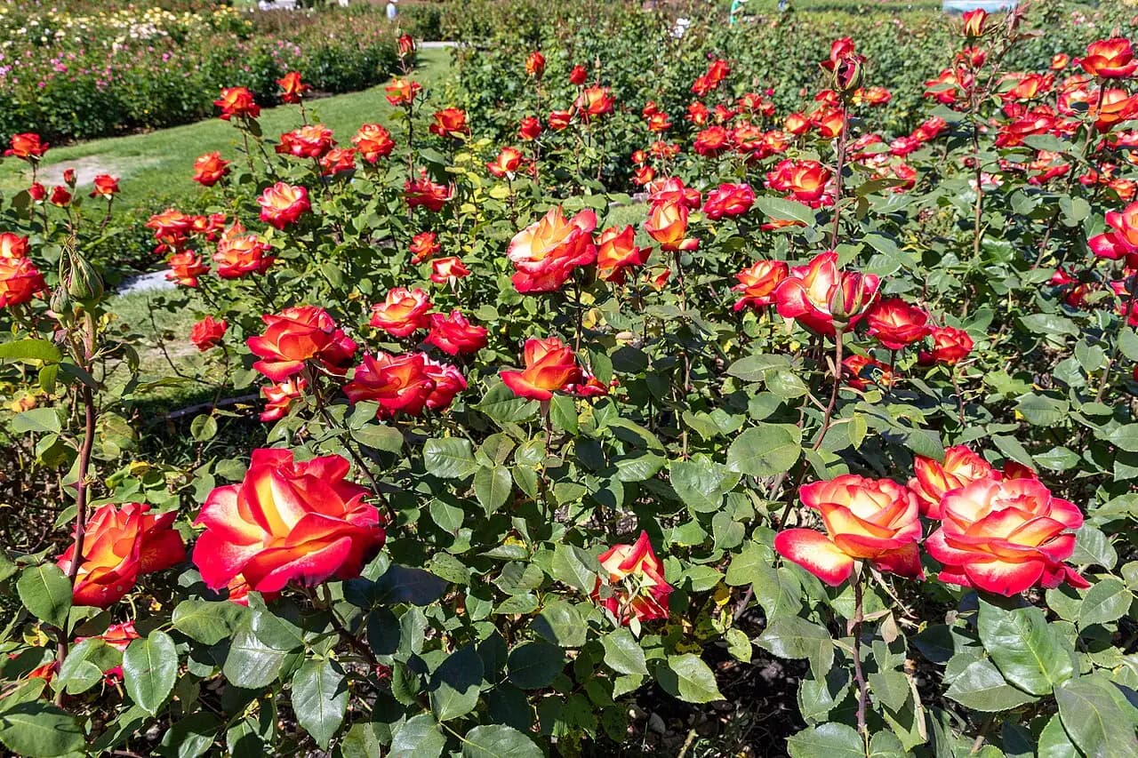 Red and yellow roses growing at San Jose Municipal Rose Garden in daylight