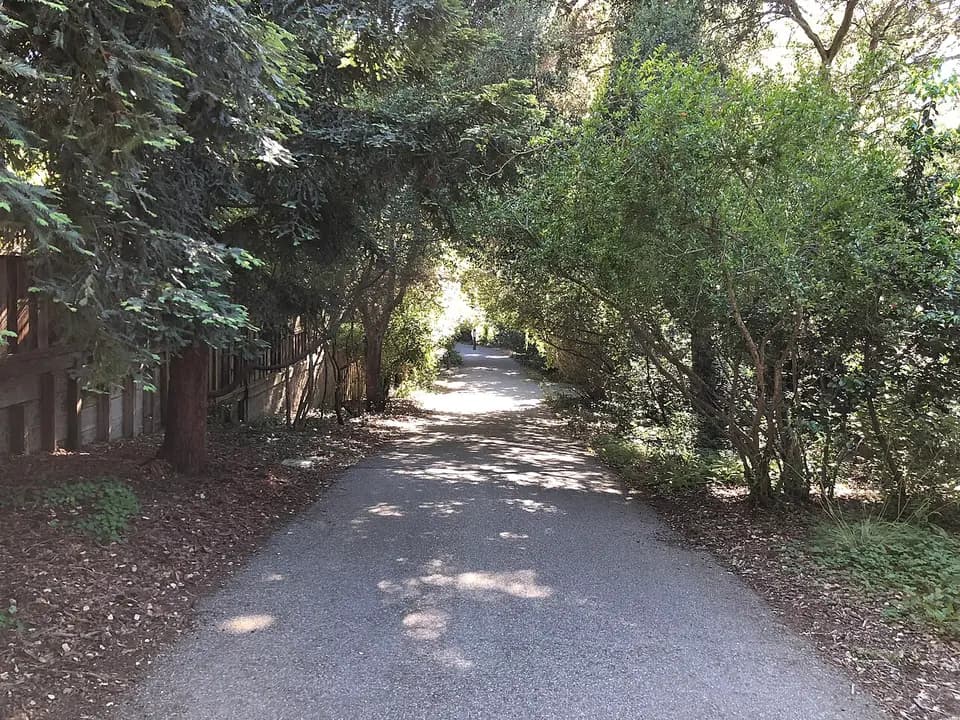 Sunlight filtering through trees along a path at Redwood Grove Nature Preserve in Los Altos